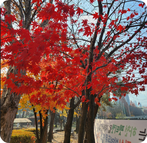 김해 장유 갑오마을 10단지 앞 가을 단풍 [사진=아이올렛]