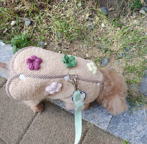 반려동물에게 안전한 식물 (독성식물, 옥살산 칼슘, 식물 위치)