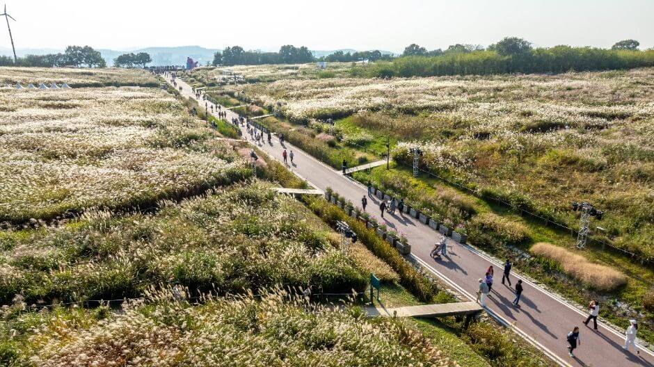 가을 감성 폭발! 제24회 서울억새축제 일정&middot;볼거리&middot;야경 포인트 정리