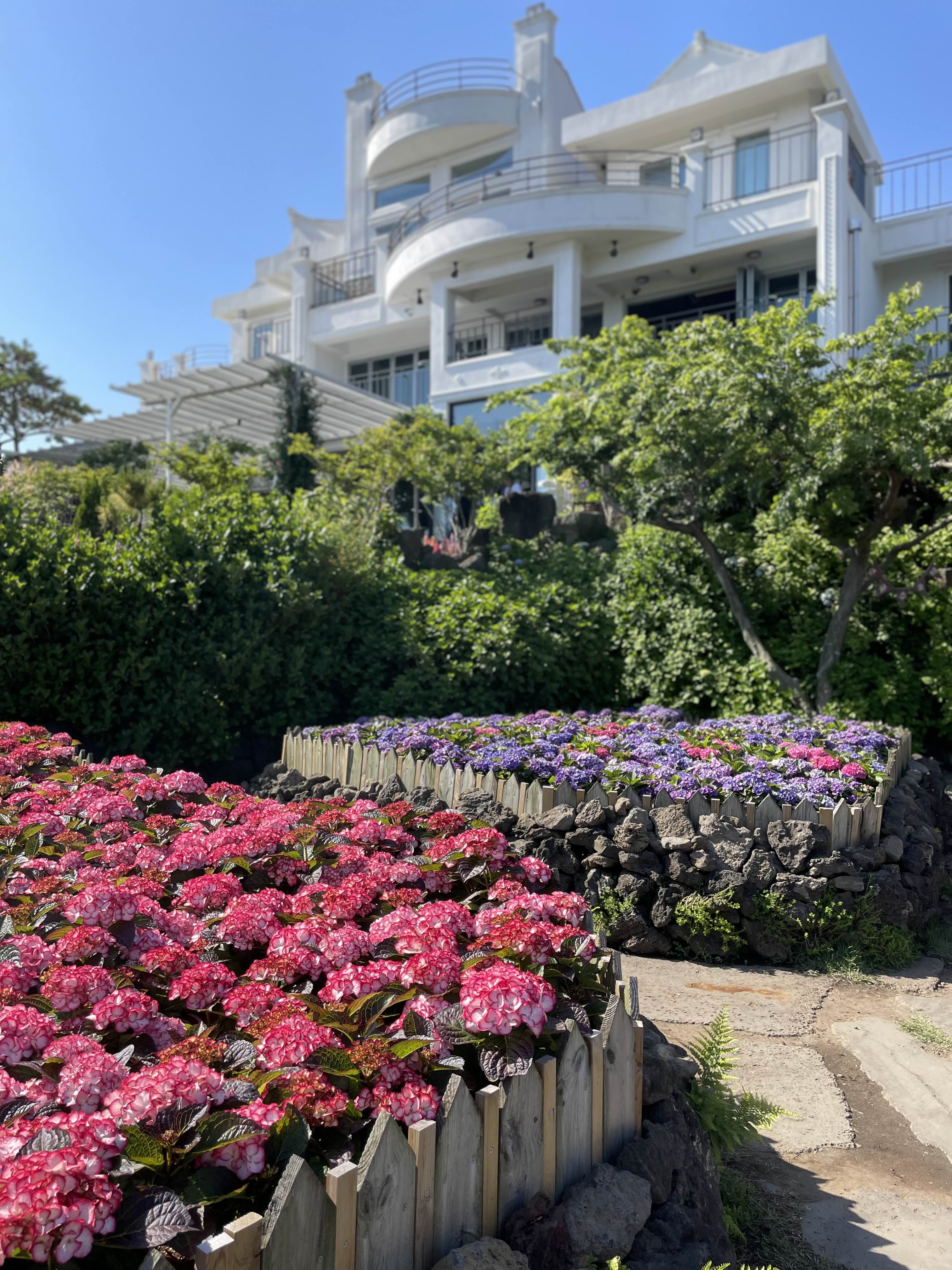 마노르블랑 정원의 유럽 수국