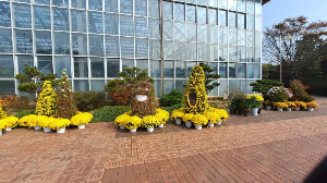 화성_우리꽃식물원_국화전시회