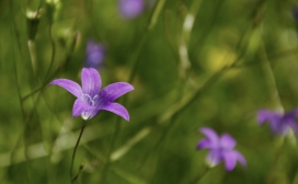 정월 대보름 나물 종류