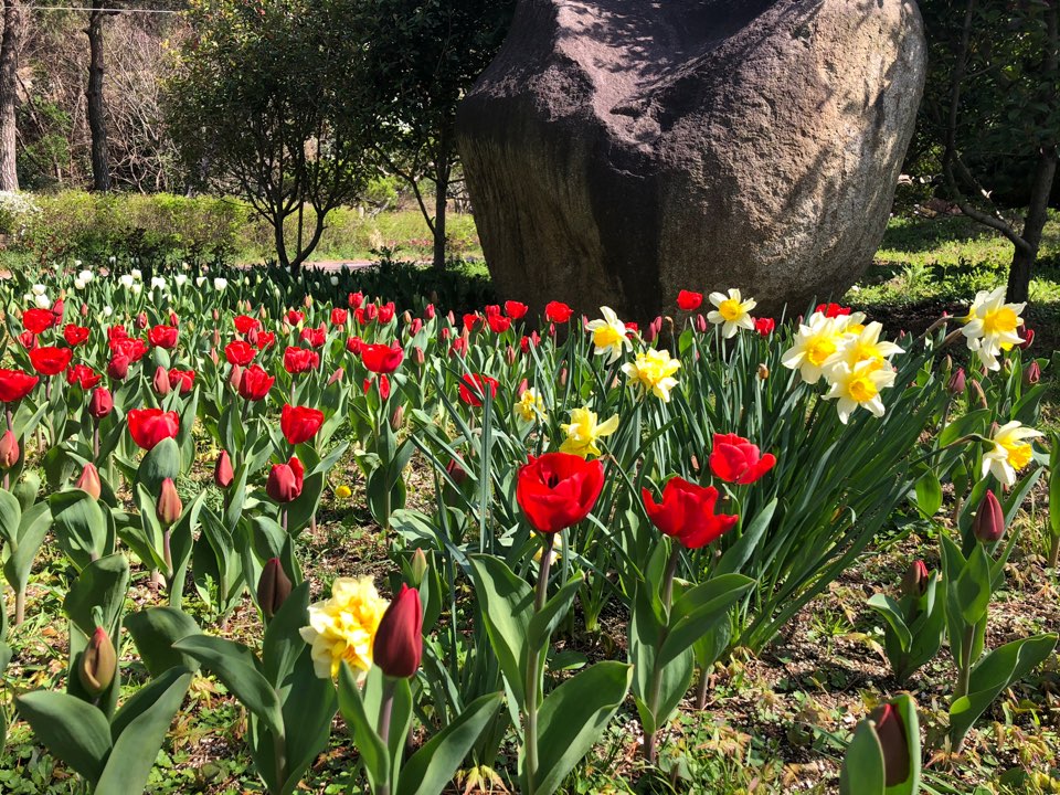 장흥 하늘빛수목정원 튤립축제