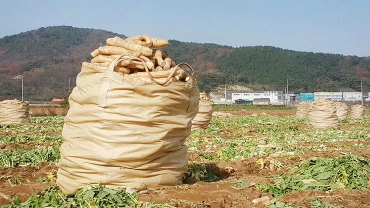 시래기용 무 재배 잎 관리 병해 줄이기 건조 보관_6