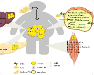 만성염증과 체중 증가의 관계를 보여주는 일러스트