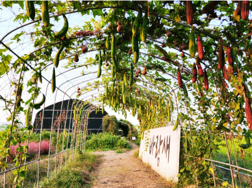 평택_바람새마을_핑크뮬리_명소