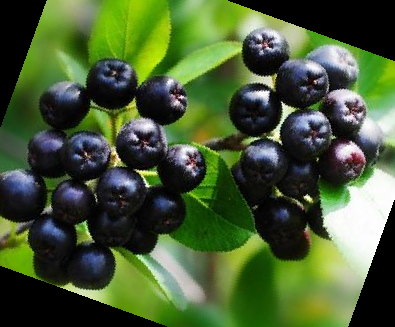 아로니아 분말 복용법