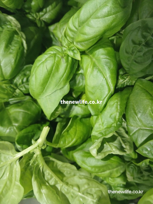 파스타와 피자 등 서양 요리에 필수적으로 들어가 풍미를 살리는 바질 효능 요리 사진