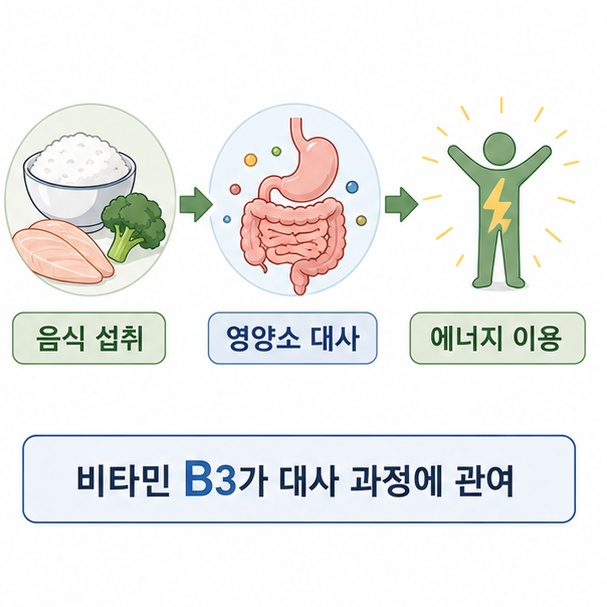 음식을 먹은 뒤 영양소가 대사 과정을 거쳐 몸에서 사용할 수 있는 에너지로 전환되는 흐름을 보여 주는 그림