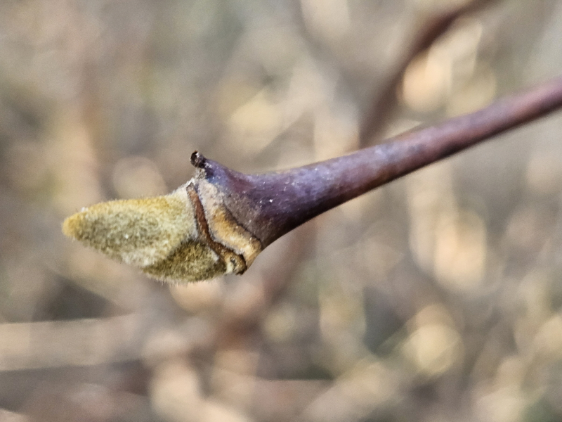 쪽동백나무 겨울눈