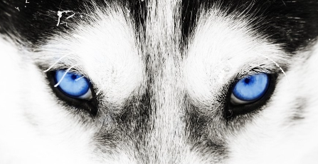 시베리안 허스키