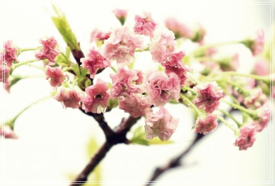 홍화씨 효능, 복용방법 그리고 부작용 총정리.