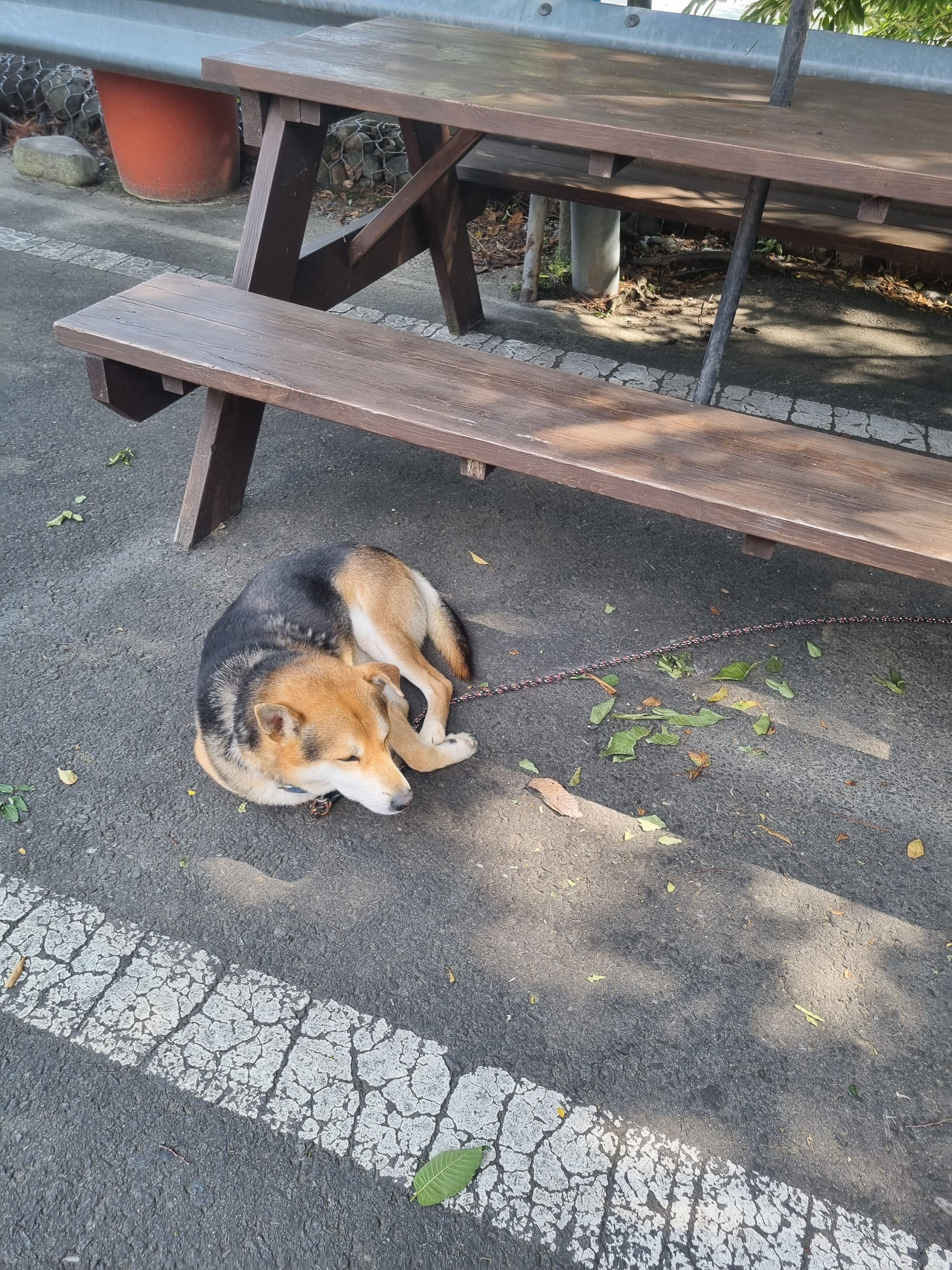 아이비캠핑장
