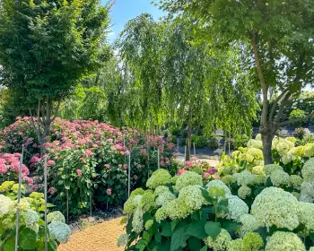 공주 수국축제 유구색동 수국 정원 꽃축제_15