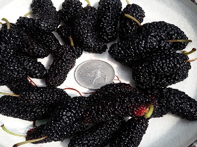 오디 효능 및 부작용, 먹는 방법