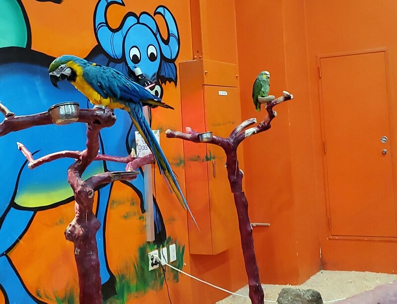 하이주실내동물원 앵무새