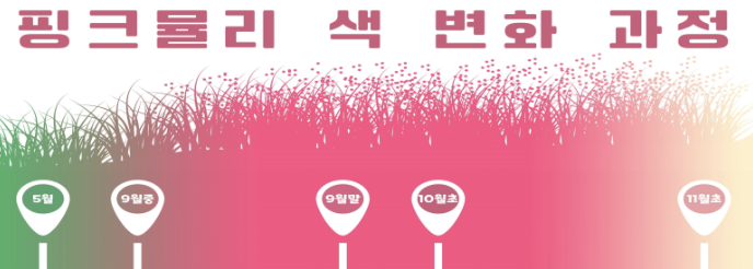 핑크뮬리 색 변화 과정