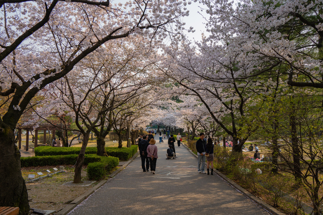 아주대학교 봄 성호관 앞길