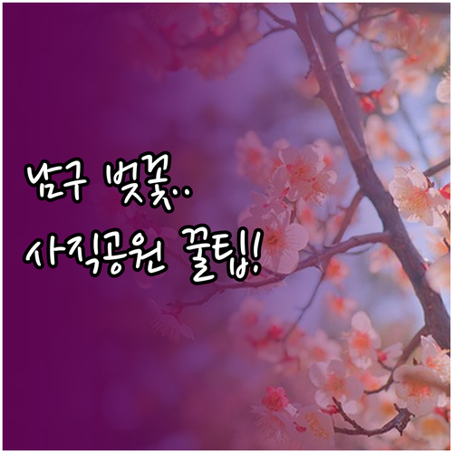 광주 남구 벚꽃 개화 시기 및 사직공..