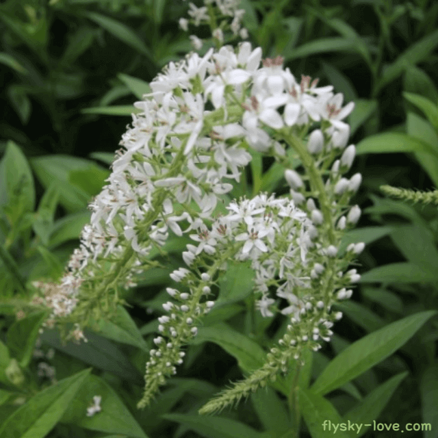 큰까치수염 뿌리 효능