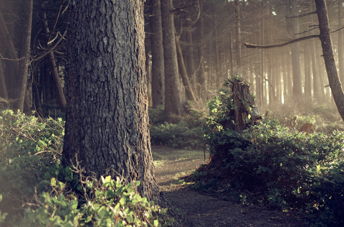 κ΅λ¦½μμ°ν΄μλ¦Ό μμ½