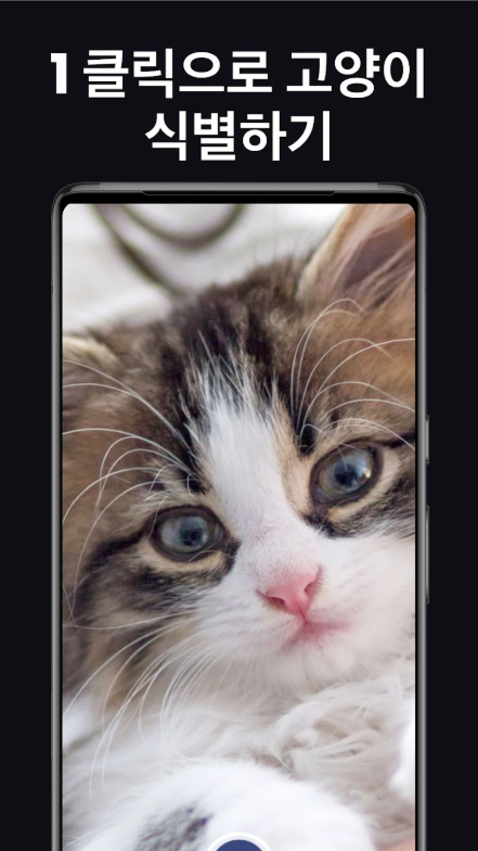 고양이 품종 찾기 앱, 고양이 품종 식별하기
