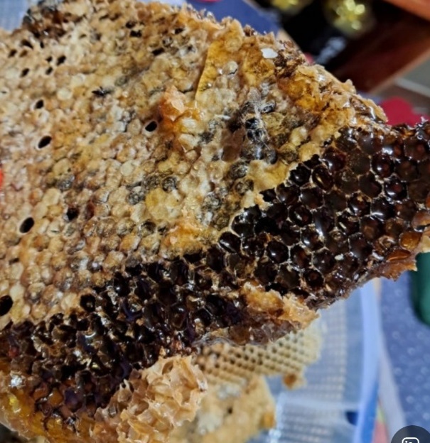 한국기행-토종꿀-강원도-삼척