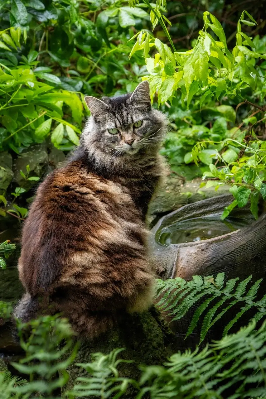 반려묘 치매예방