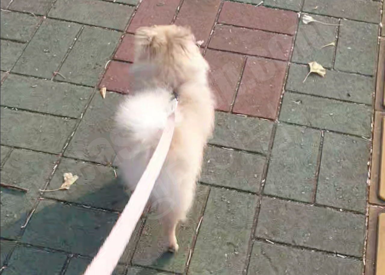 강아지가 걸을 때 오른쪽 다리를 거의 안 쓰는 느낌