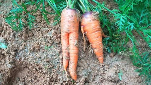 당근-수확-기형과-가랑-갈림뿌리-기형과