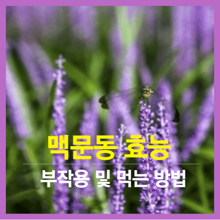 맥문동 효능&#44;부작용 및 먹는 방법