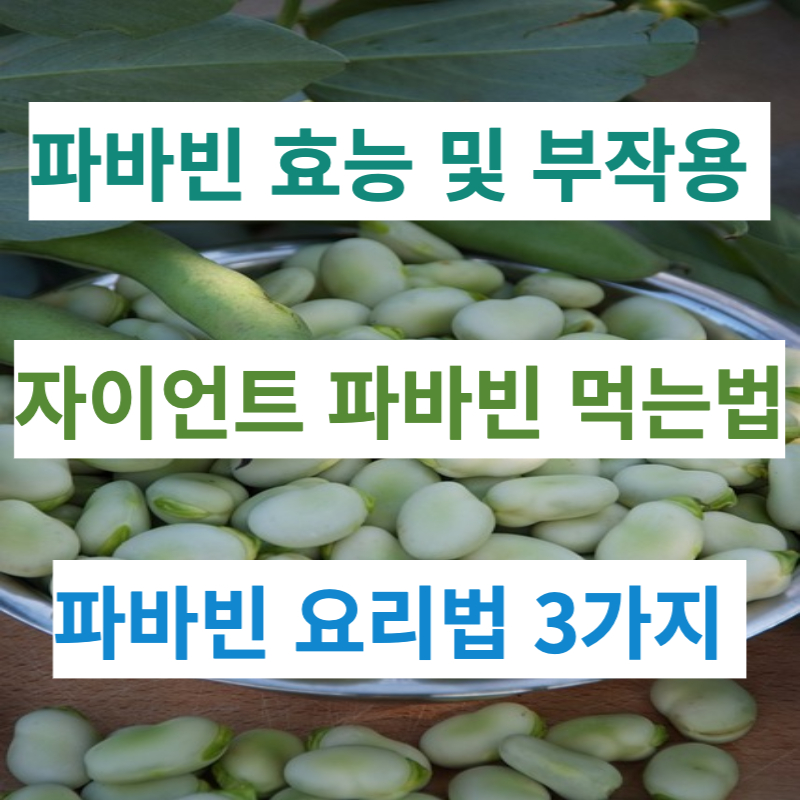 자이언트 파바빈 효능 6가지 부작용 파바빈 먹는법 꿀팁!(feat. 요리법)