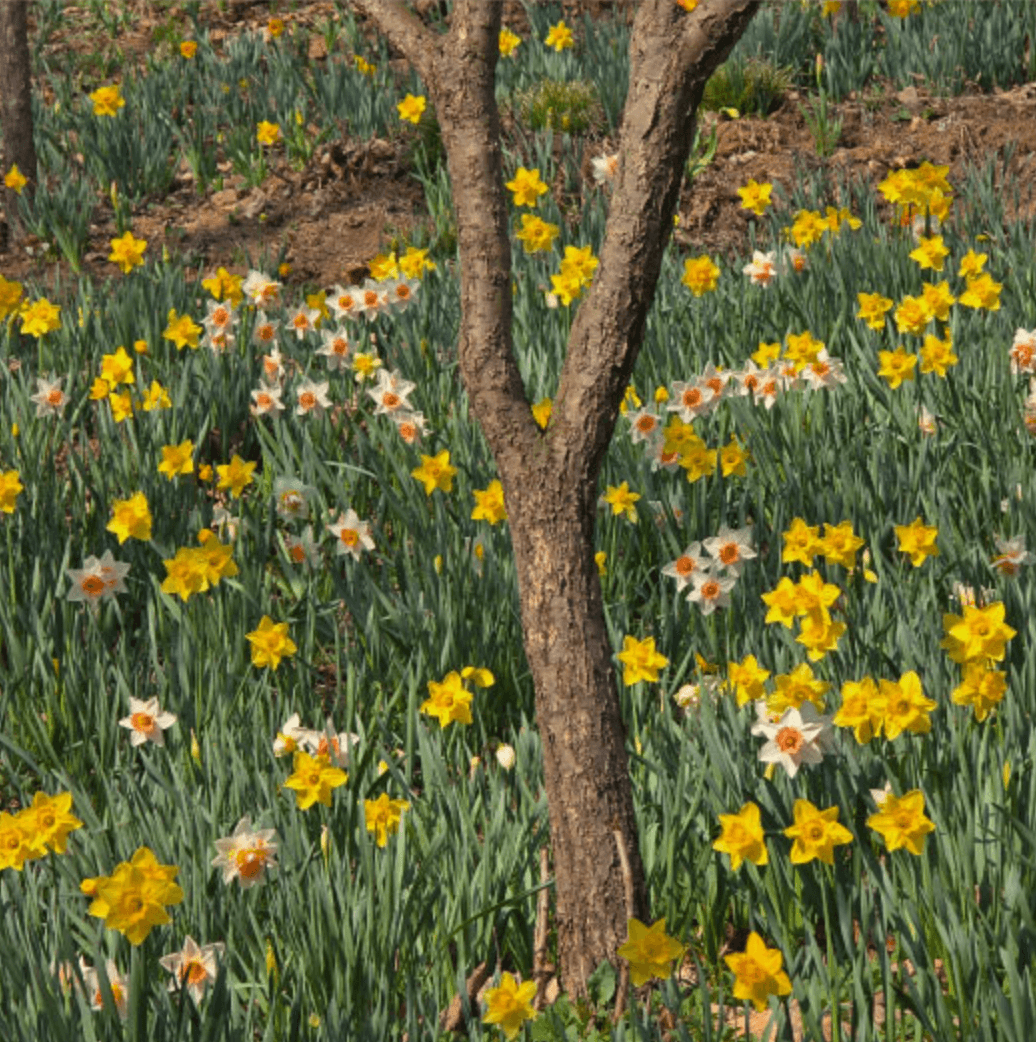 화담숲 화담채 모노레일 사전 예약&amp;#44; 할인받고 예매 하기