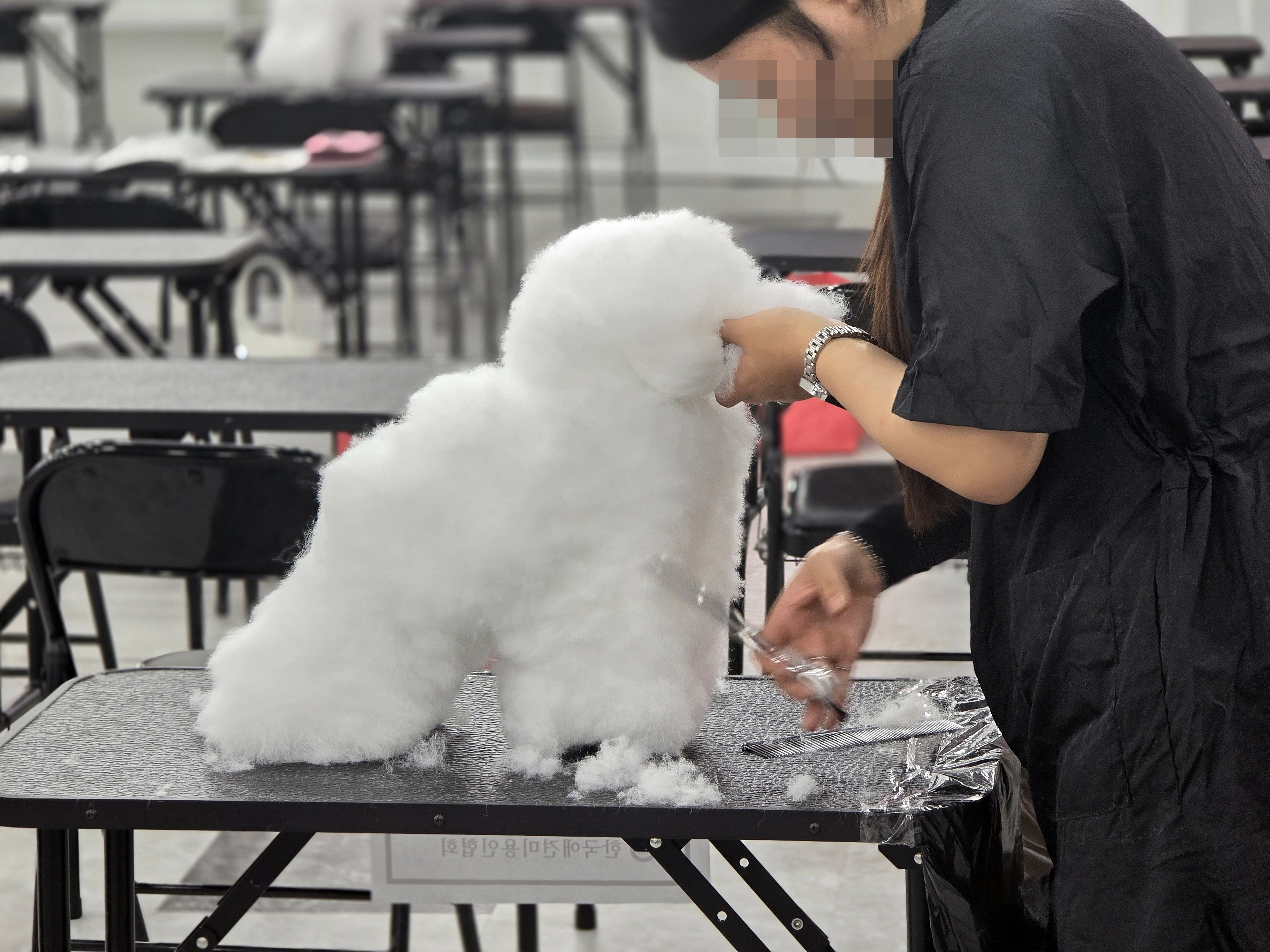 수완애견미용학원국비