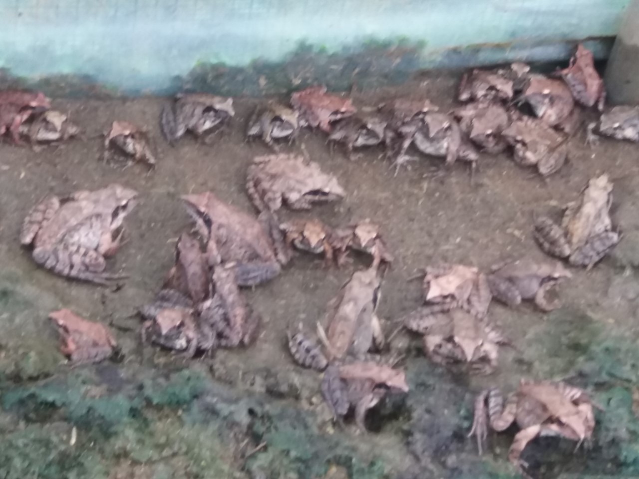 2025 멸종위기 동물|북방산개구리, 봄을 깨우는 논두렁의 수호자