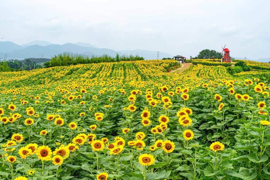 함안-강주-해바라기축제