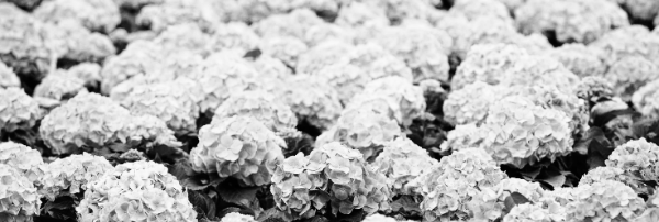 빨간 수국 꽃말, 분홍 수국 꽃말, 핑크 수국 꽃말: 소녀의 꿈, 처녀의 꿈