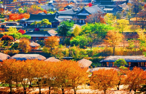 경북 은행나무 단풍 명소 안동 하회마을