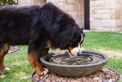 물마시는 강아지/출처:어도비스톡