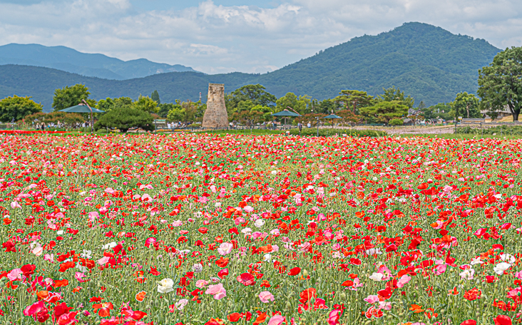 첨성대와 양귀비꽃밭 사진