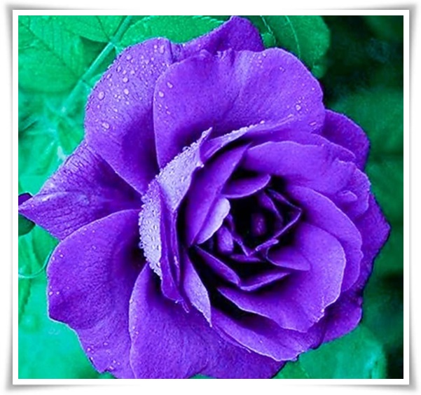 "장미" 천 년의 사랑을 품은 아름다움의 상징 매혹적인 꽃!고