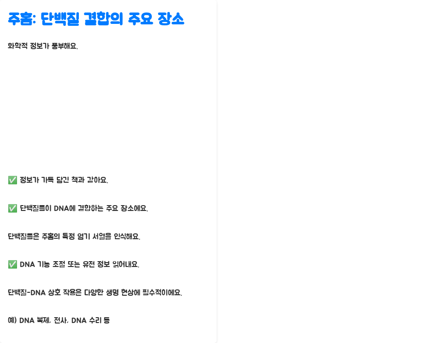 DNA 이중나선 구조, 왜 이렇게 안정적일까요? 분자생물학의 놀라운 비밀! - DNA 이중나선 구조의 안정성: 주홈과 부홈의 역할 - 주홈: 단백질 결합의 주요 장소