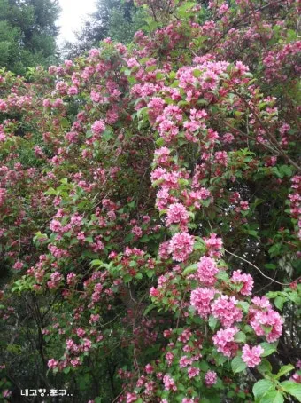 병꽃 무늬병꽃 삼색병꽃 붉은병꽃 아름다운 꽃 종류_2
