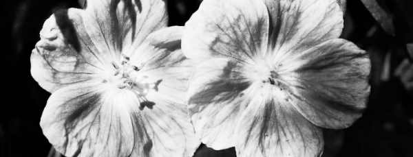 제라늄 꽃말: 분홍 제라늄 (핑크 제라늄)