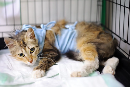 수술 후 입은 고양이.