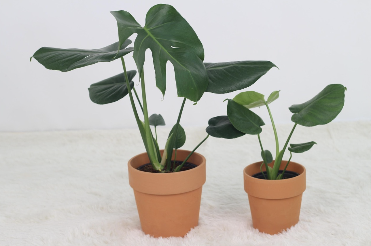 습도조절과 공기정화에 좋은 식물