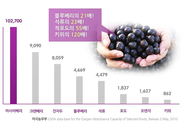 눈 건강에 좋은 아사이베리/ 출처 - 독서신문