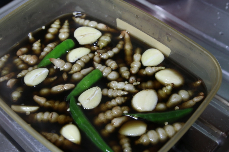 초석잠 절임 만드는 모습