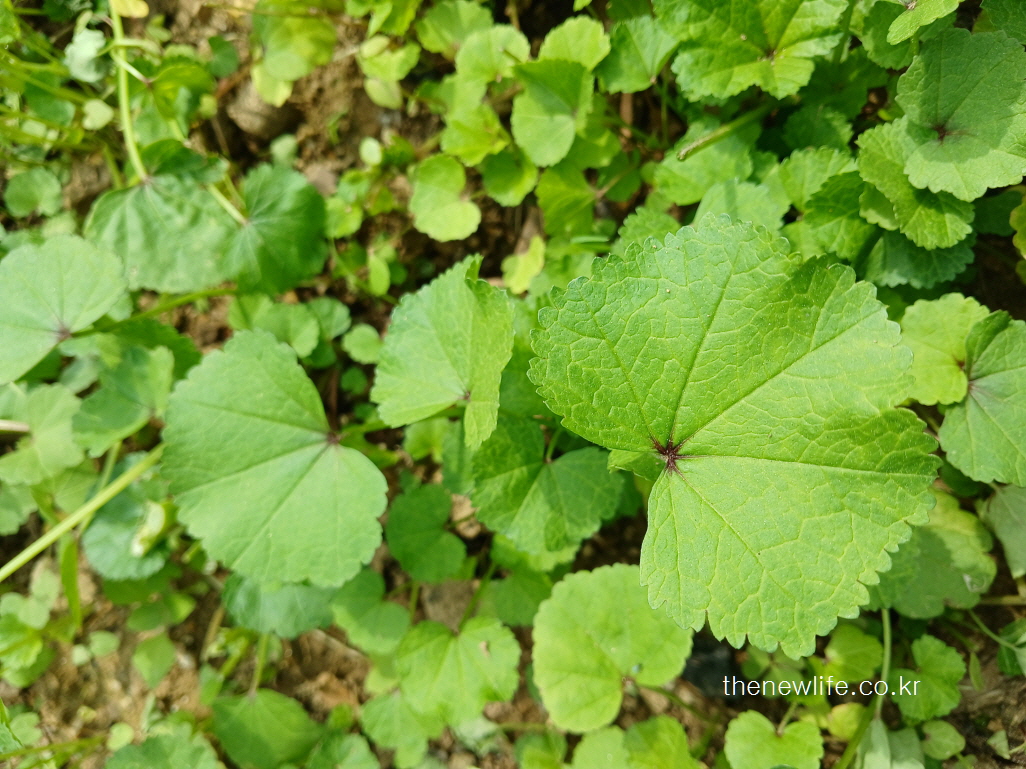 Close-up of a single fresh mallow (muk) leaf surrounded by greenery – highlighting the health benefits of mallow.-푸른 식물들 사이에 자란 아욱 잎 하나의 근접 사진 – 아욱 효능을 강조하는 선명한 이미지.