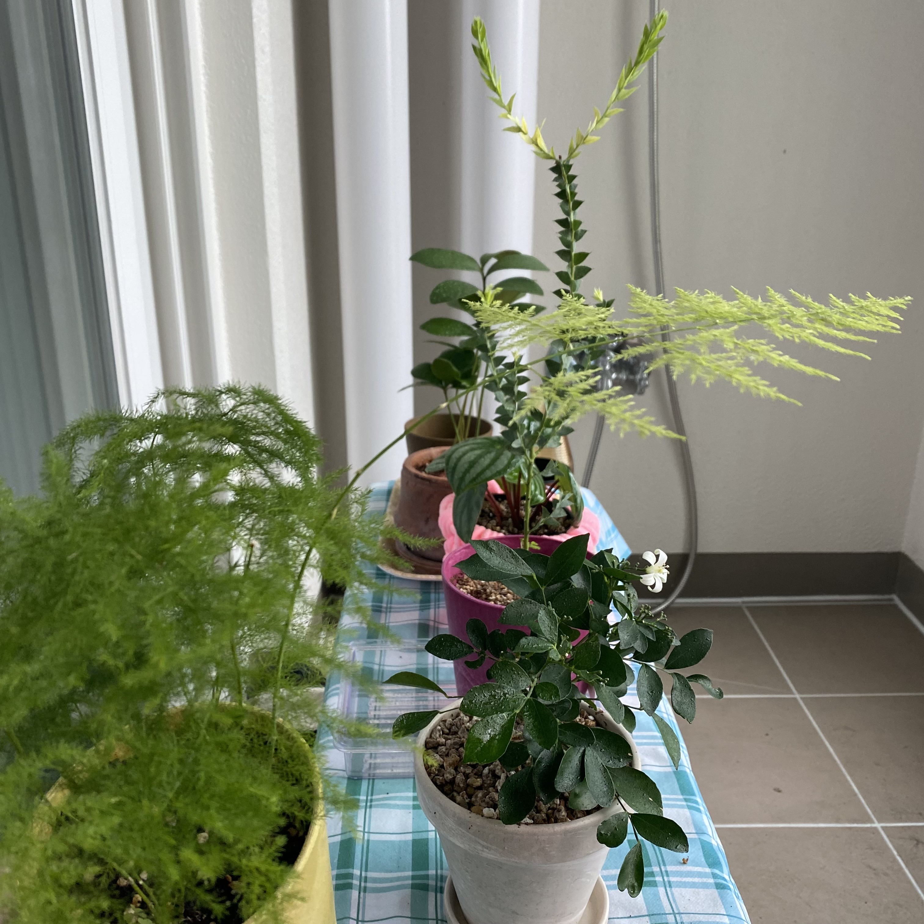 여름베란다의 풍경2